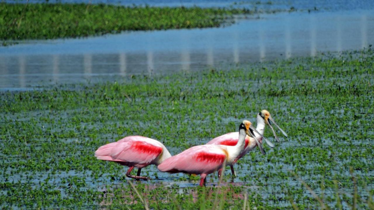 Los Chaja Ecolodge Barra de Valizas Eksteriør bilde