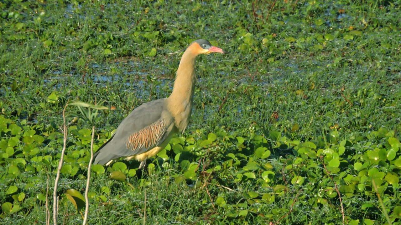 Los Chaja Ecolodge Barra de Valizas Eksteriør bilde