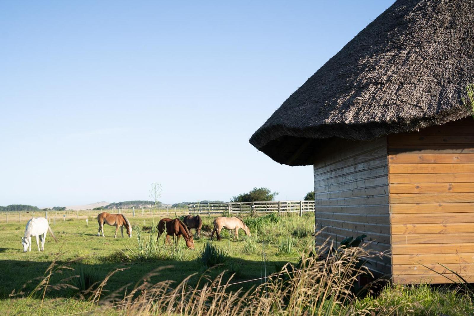 Los Chaja Ecolodge Barra de Valizas Eksteriør bilde